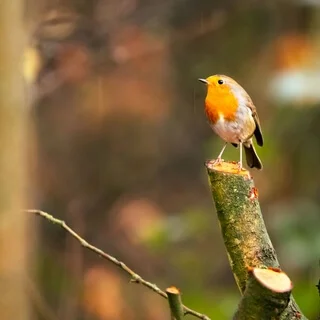 Звуки природы для концентрации