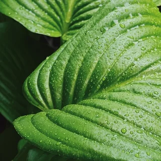 Пение под звездами у пруда